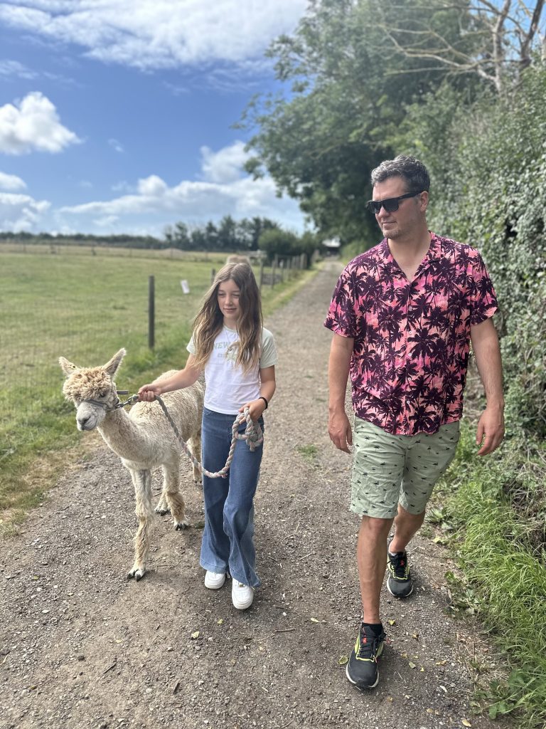 Alpaca walk