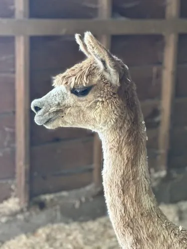 Alpaca