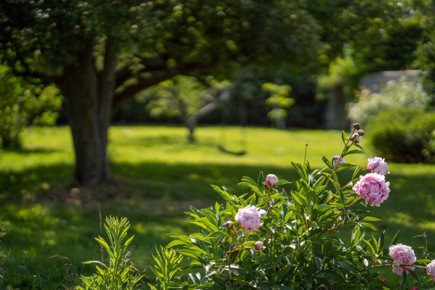 Beautifully Established Garden