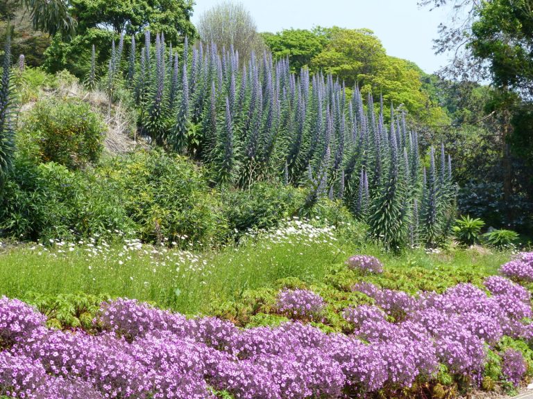 botanic gardens, isle of wight, ventnor, coast, micro climate