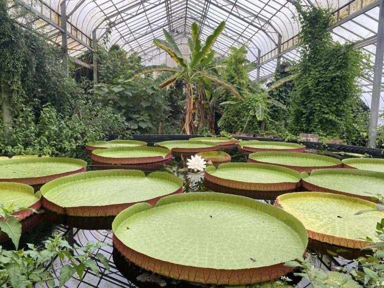 botanic gardens, micro climate, isle of wight, self catered, holiday homes
