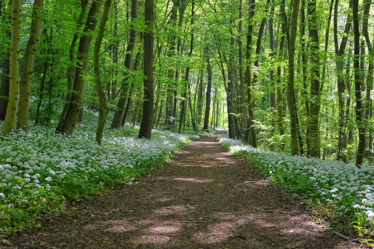 the scent of the wild garlic woods is exquisite 
