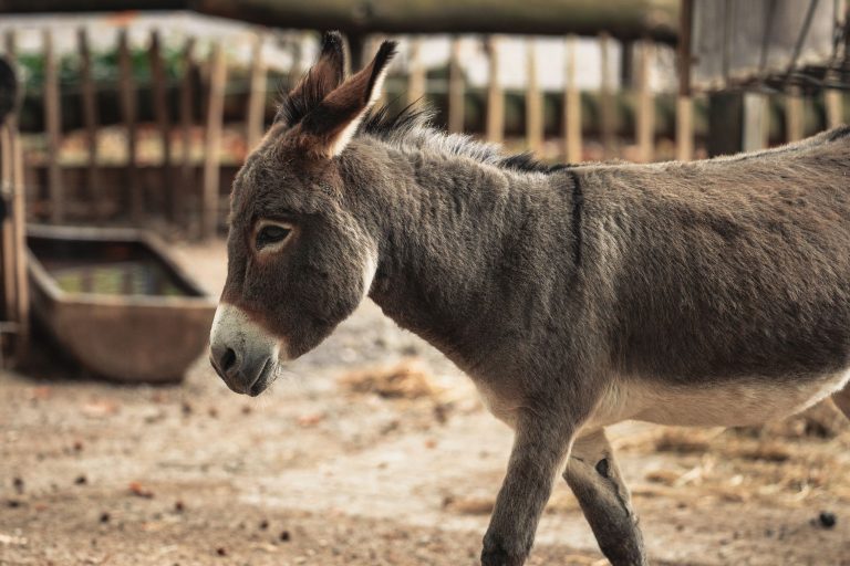 free things to do on the isle of wight. donkey. kids activities. family days out