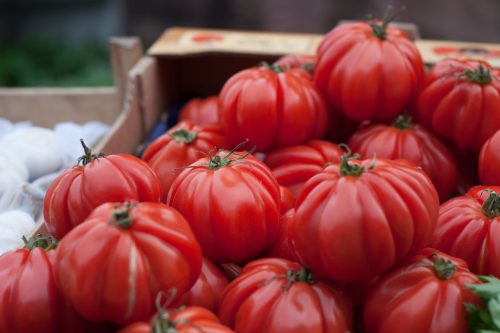 abundance of tomatoes
