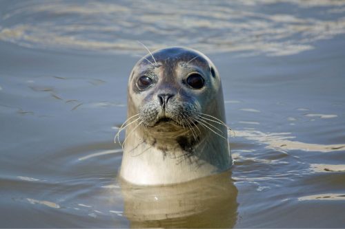 seals isle of wight