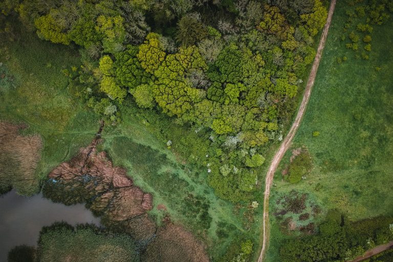Ariel woodlands