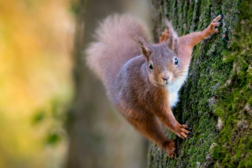 red squirrel island life