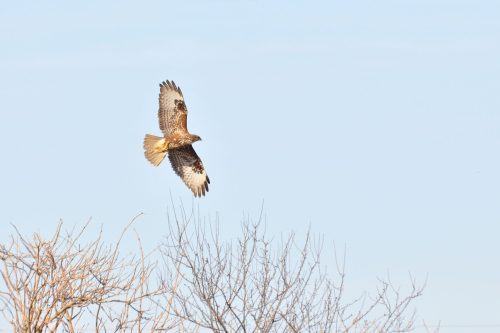 birds of prey, wild life, isle of wight